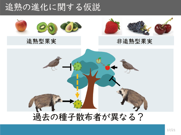 図表5 追熟の進化的意義と仮説