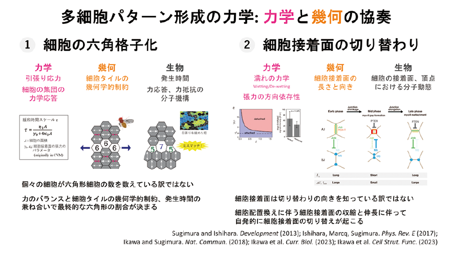 図表4　多細胞パターン形成の力学：力学と幾何(きか)の協奏