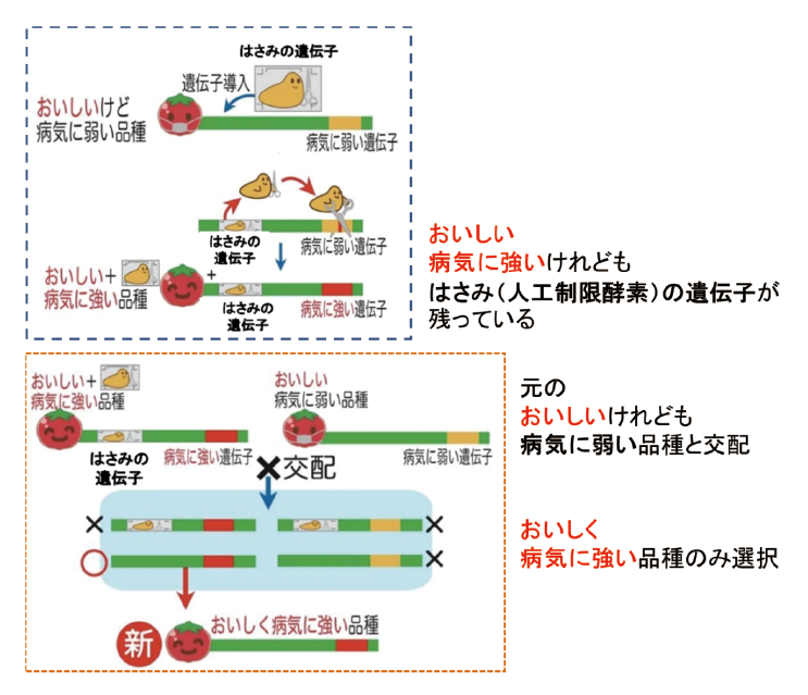 図表３　ゲノム編集技術を用いた品種改良の例で外来遺伝子の残存がないもの