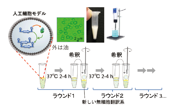 図表3　細胞構造の中でRNAが複製されるシステム