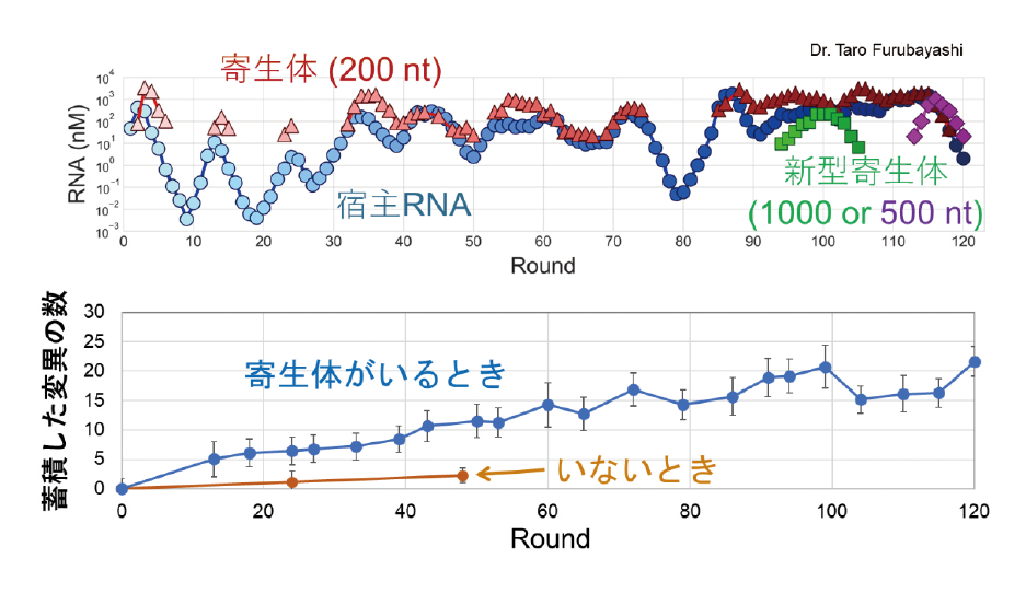 図表4　寄生体がいると変異（進化）が持続