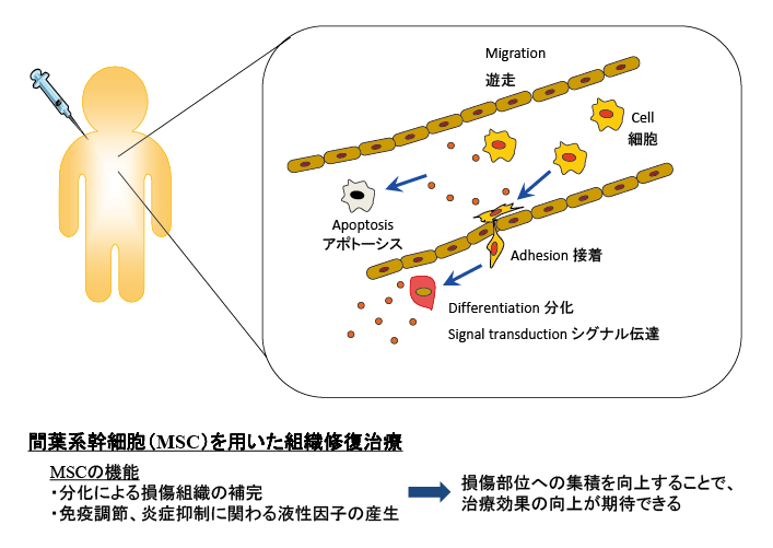 図表1　間葉系幹細胞（MSC）を用いた組織修復治療