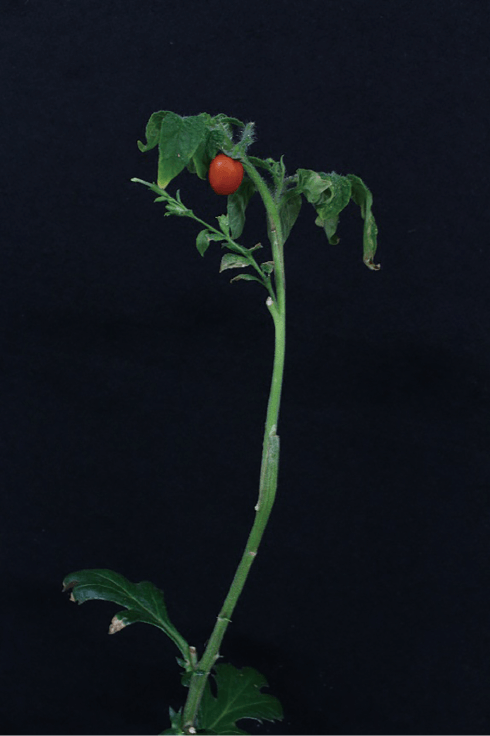 キク・タバコ（茎のみ）にトマトを接ぎ木し、実ったトマト （野田口氏提供資料）