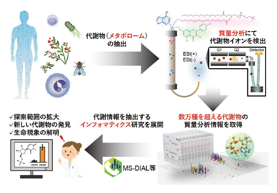 図表1　メタボロミクスについて