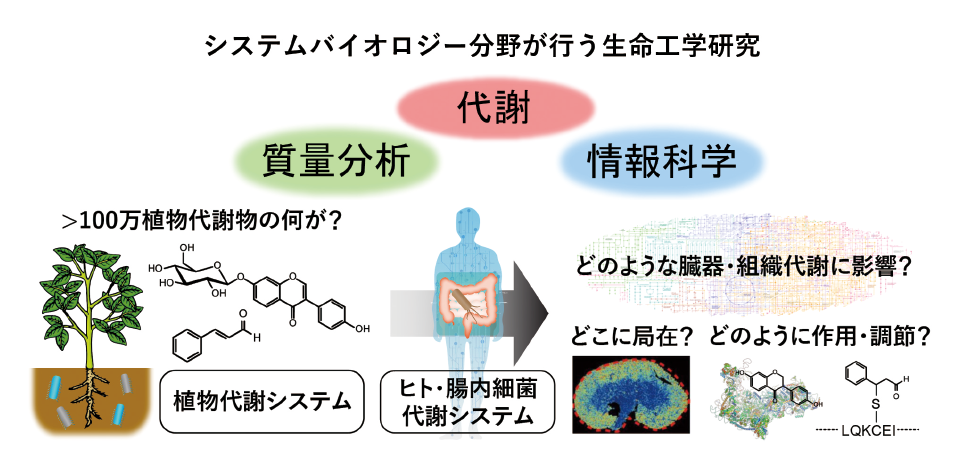 図表3　生物を代謝という切り口でつなぐシステムバイオロジー研究の概要